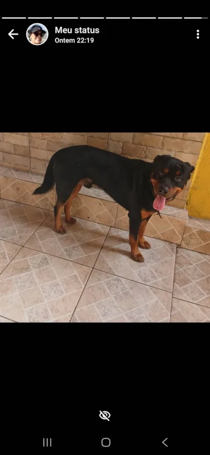 Cachorro raça Rottweiler idade 4 anos nome Thor
