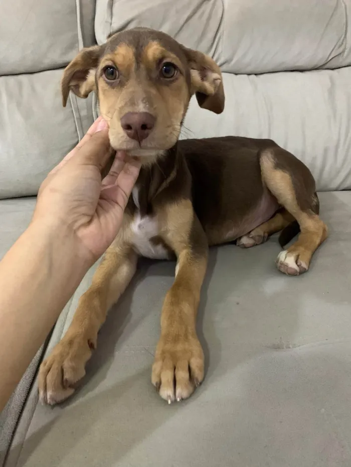 Cachorro ra a SRD-ViraLata idade 2 a 6 meses nome Comandante