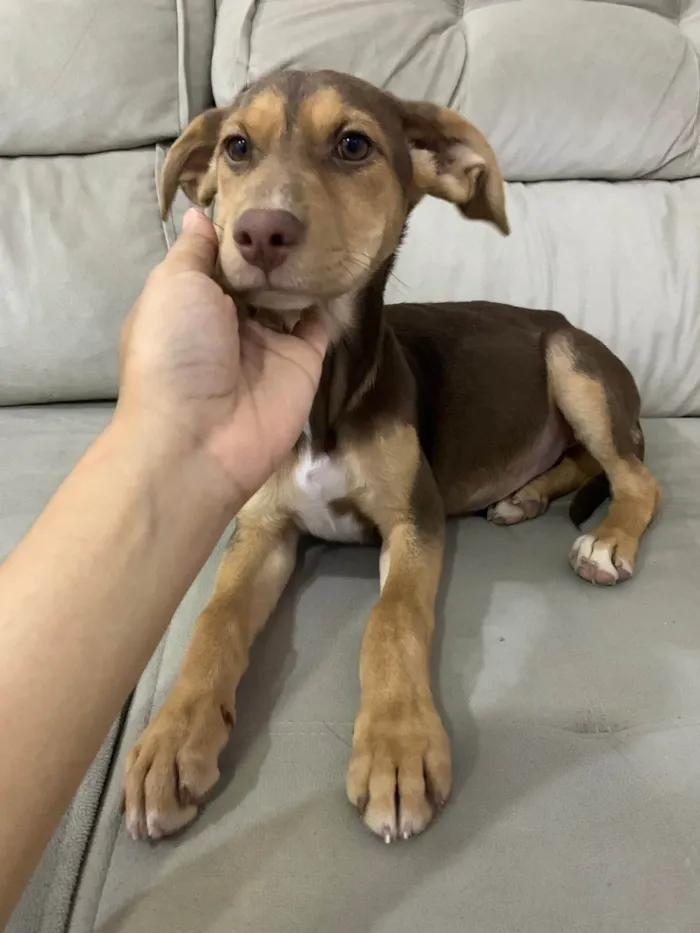 Cachorro ra a SRD-ViraLata idade 2 a 6 meses nome Comandante