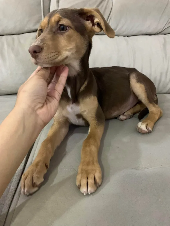 Cachorro ra a SRD-ViraLata idade 2 a 6 meses nome Comandante