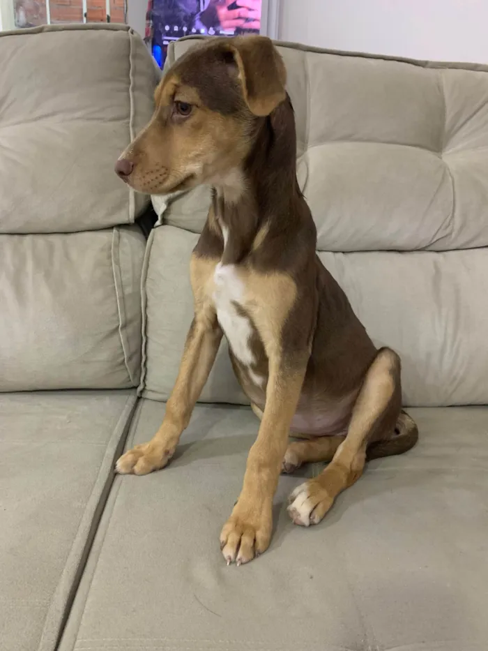 Cachorro ra a SRD-ViraLata idade 2 a 6 meses nome Comandante