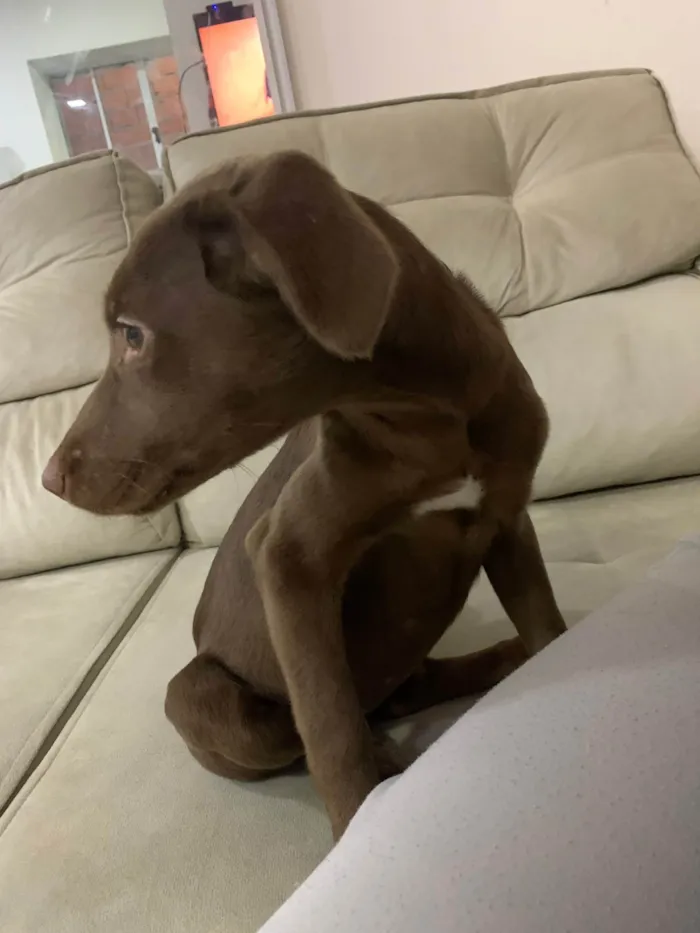 Cachorro ra a SRD-ViraLata idade 2 a 6 meses nome Costelinha