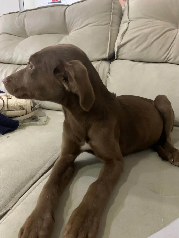 Cachorro ra a SRD-ViraLata idade 2 a 6 meses nome Costelinha