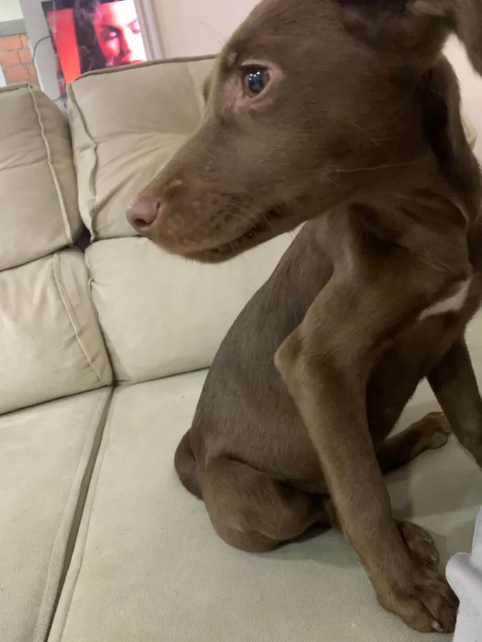 Cachorro ra a SRD-ViraLata idade 2 a 6 meses nome Costelinha