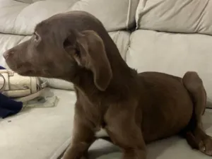 Cachorro raça SRD-ViraLata idade 2 a 6 meses nome Torrada