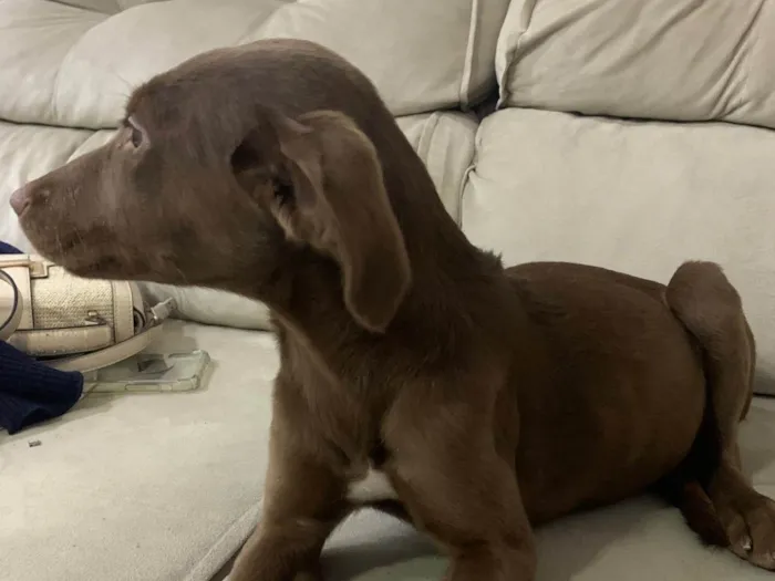 Cachorro ra a SRD-ViraLata idade 2 a 6 meses nome Costelinha