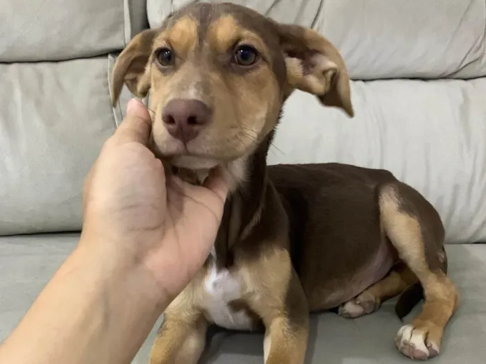 Cachorro ra a SRD-ViraLata idade 2 a 6 meses nome Comandante