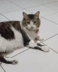 BONITÃO