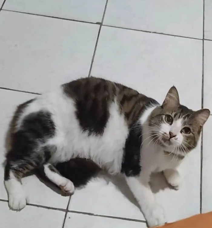 Gato ra a Angorá idade 3 anos nome BONITÃO