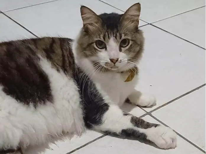 Gato ra a Angorá idade 3 anos nome BONITÃO