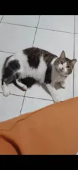 BONITÃO