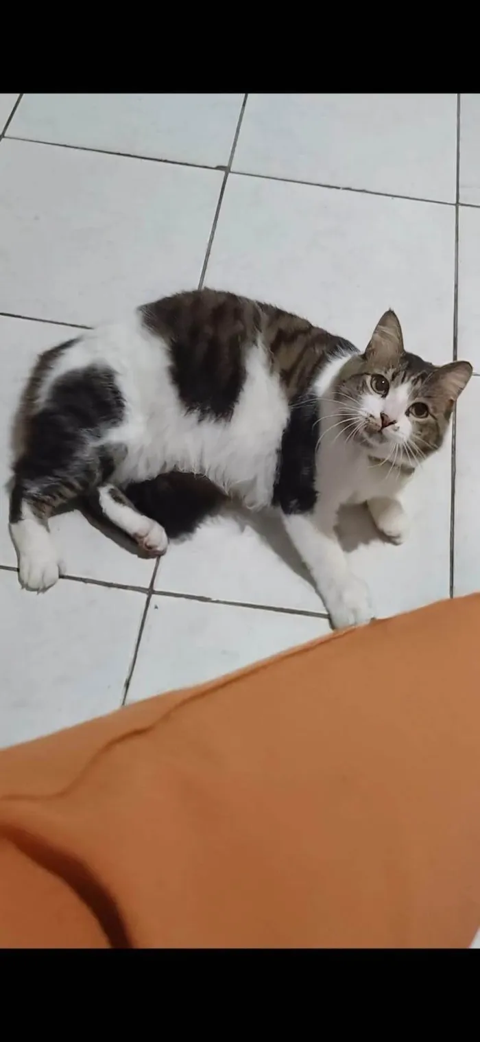 Gato ra a Angorá idade 3 anos nome BONITÃO