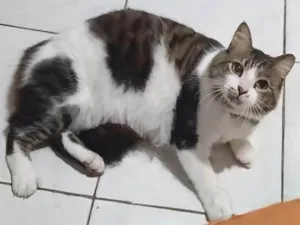 Gato raça Angorá idade 3 anos nome BONITÃO