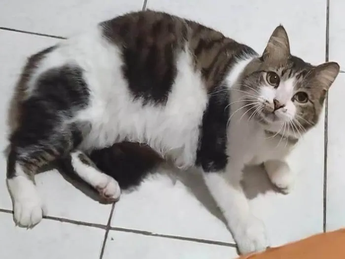 Gato ra a Angorá idade 3 anos nome BONITÃO