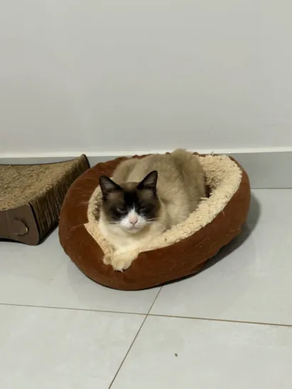 Gato raça Siamês idade 2 a 6 meses nome Miguel 