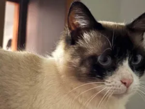 Gato raça Siamês idade 2 a 6 meses nome Miguel 