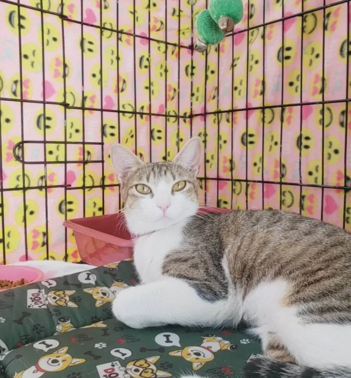 Gato ra a SRD-ViraLata idade 1 ano nome Romana