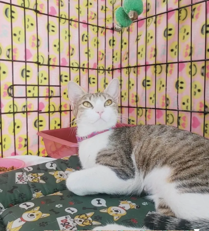 Gato ra a SRD-ViraLata idade 1 ano nome Romana