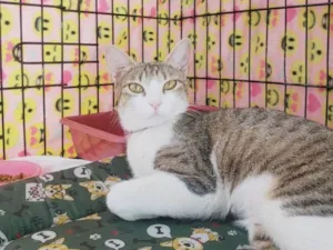 Gato raça SRD-ViraLata idade 1 ano nome Romana