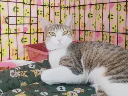 Gato raça SRD-ViraLata idade 1 ano nome Romana