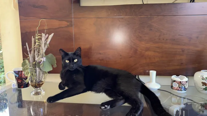 Gato ra a SRD-ViraLata idade 3 anos nome Yang e Katra
