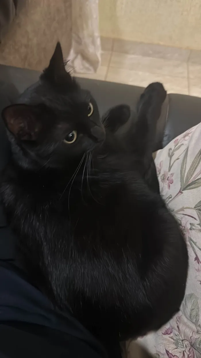 Gato ra a SRD-ViraLata idade 3 anos nome Yang e Katra