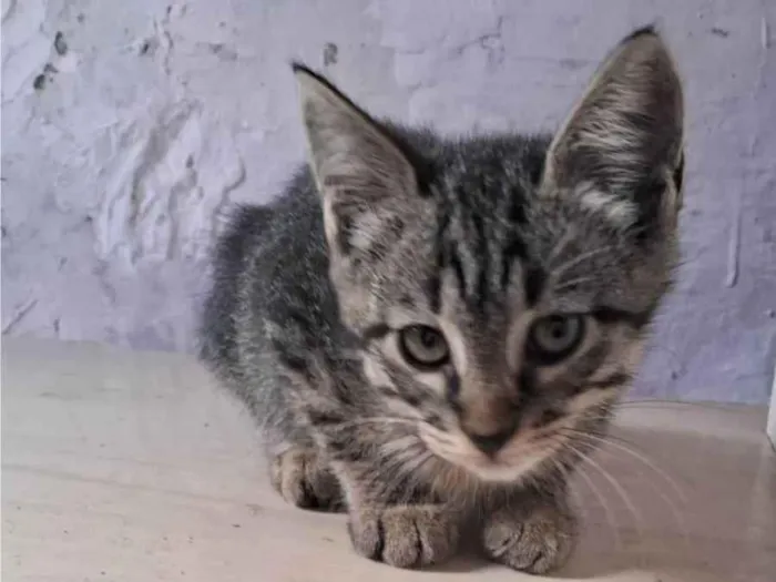 Gato ra a SRD-ViraLata idade 2 a 6 meses nome ana catarina,João e maria