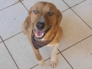 Cachorro raça SRD-ViraLata idade 1 ano nome Monk