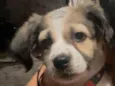 Miucha