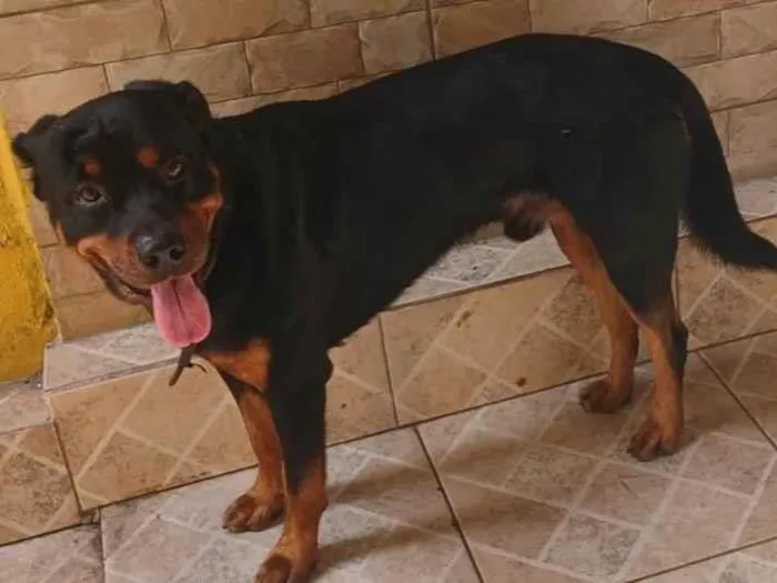 Cachorro ra a Rottweiler idade 4 anos nome Thor