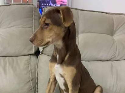 Cachorro raça SRD-ViraLata idade 2 a 6 meses nome Comandante