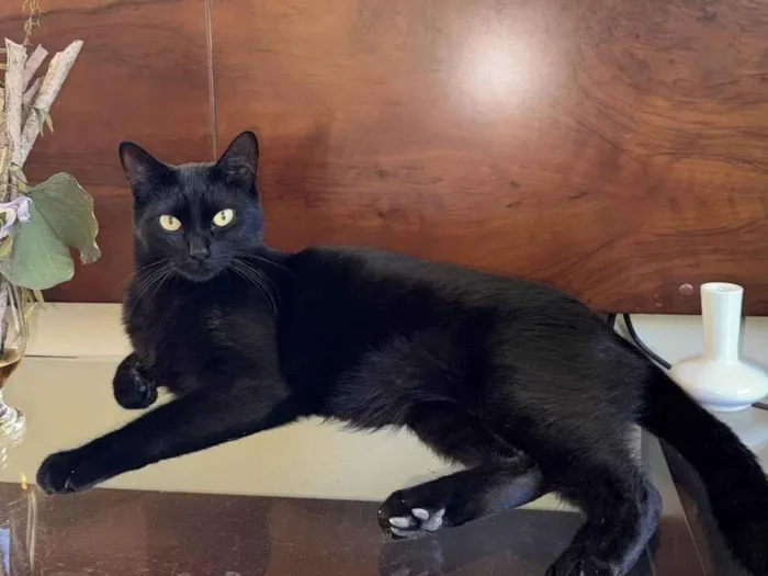 Gato ra a SRD-ViraLata idade 3 anos nome Yang e Katra