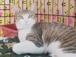 Gato raça SRD-ViraLata idade 1 ano nome Romana