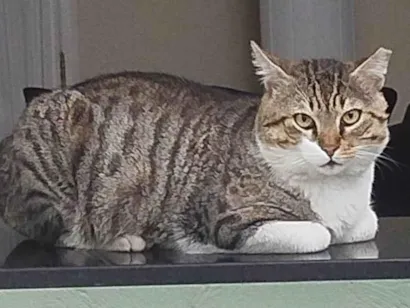 Gato raça SRD-ViraLata idade 3 anos nome Bochecha