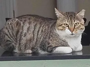 Gato raça SRD-ViraLata idade 3 anos nome Bochecha
