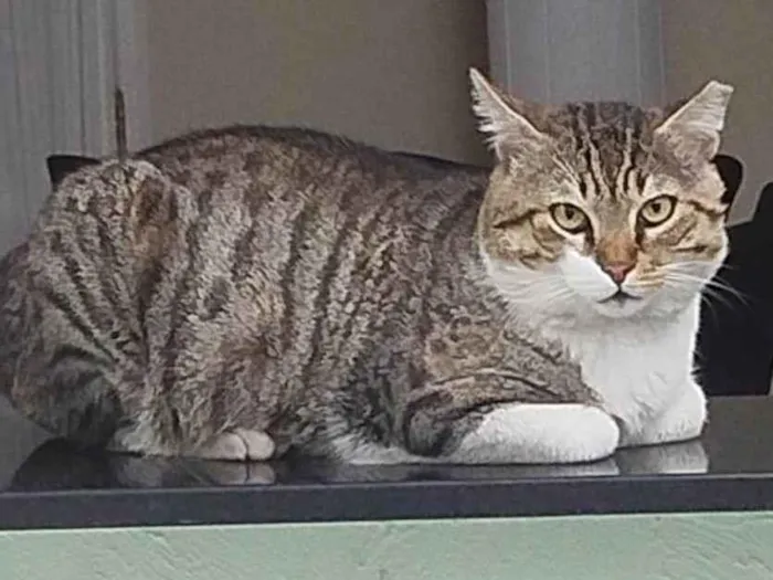 Gato ra a SRD-ViraLata idade 3 anos nome Bochecha