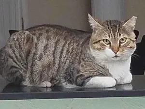 Gato raça SRD-ViraLata idade 3 anos nome Bochecha