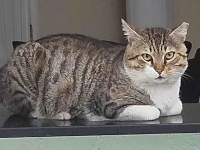 Gato raça SRD-ViraLata idade 3 anos nome Bochecha