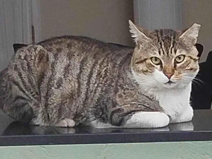 Gato ra a SRD-ViraLata idade 3 anos nome Bochecha