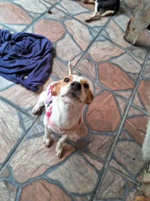 Cachorro raça SRD-ViraLata idade 1 ano nome Siri