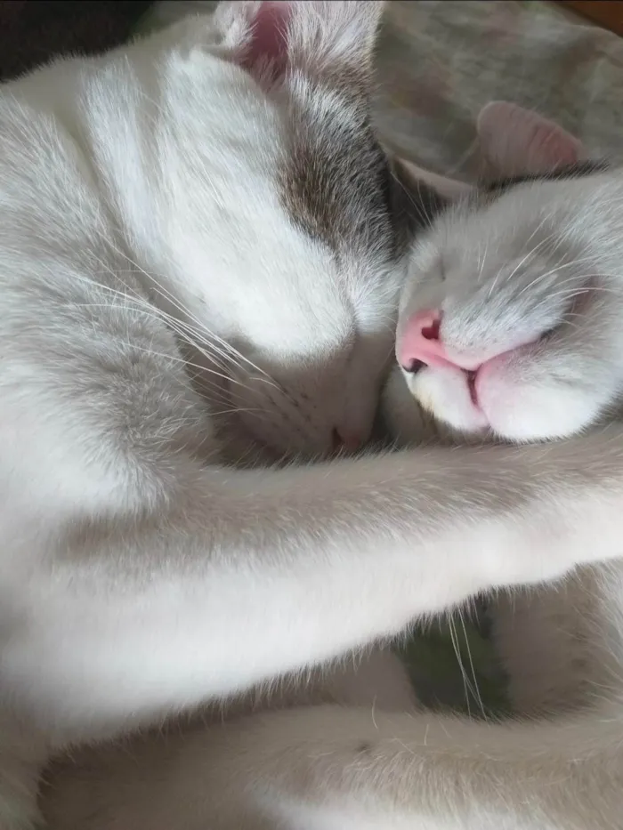 Gato ra a SRD-ViraLata idade 3 anos nome Jake e Steven