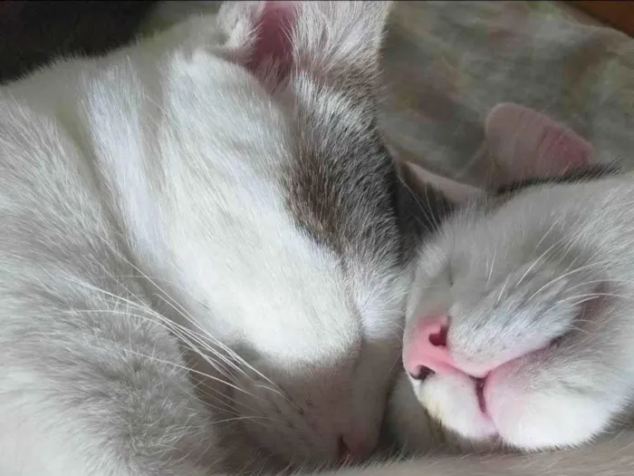 Gato ra a SRD-ViraLata idade 3 anos nome Jake e Steven
