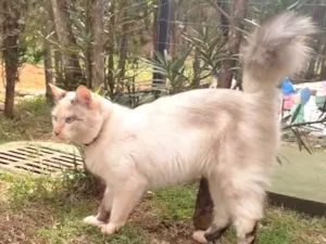 Gato raça SRD-ViraLata idade 7 a 11 meses nome Sky