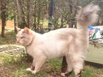 Gato raça SRD-ViraLata idade 7 a 11 meses nome Sky