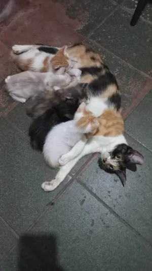Gato raça SRD-ViraLata idade Abaixo de 2 meses nome Talita Luciana