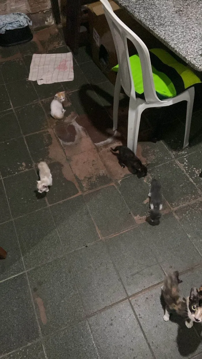 Gato ra a SRD-ViraLata idade Abaixo de 2 meses nome Talita Luciana