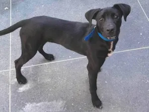 Cachorro raça SRD-ViraLata idade 2 a 6 meses nome Venom