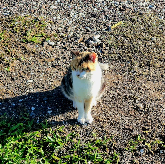 Gato ra a SRD-ViraLata idade 1 ano nome Nos chamamos ela de Mimi
