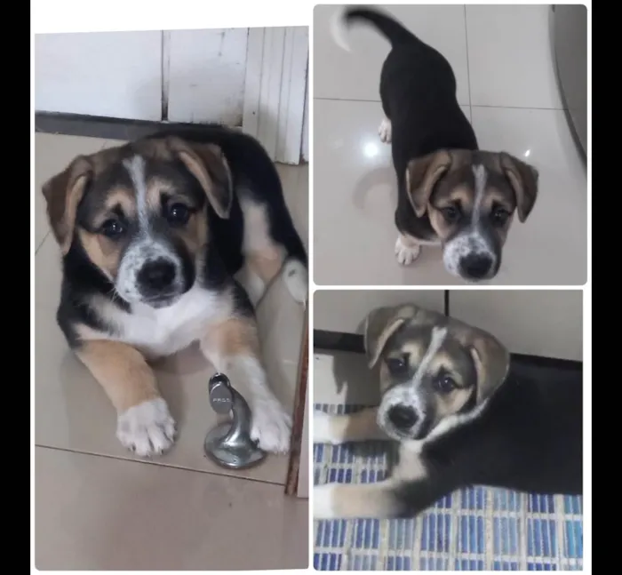Cachorro ra a SRD-ViraLata idade 2 a 6 meses nome Sasha
