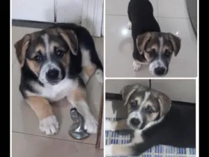Cachorro raça SRD-ViraLata idade 2 a 6 meses nome Sasha
